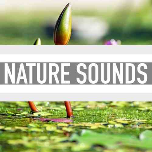 دانلود آهنگ بی کلام و لایت Little Birds اثری از Nature Sounds
